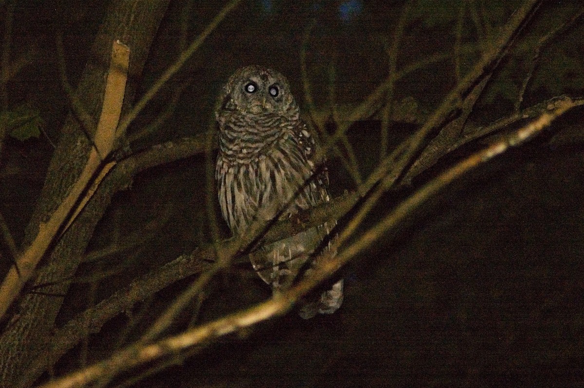 Barred Owl - ML84452941