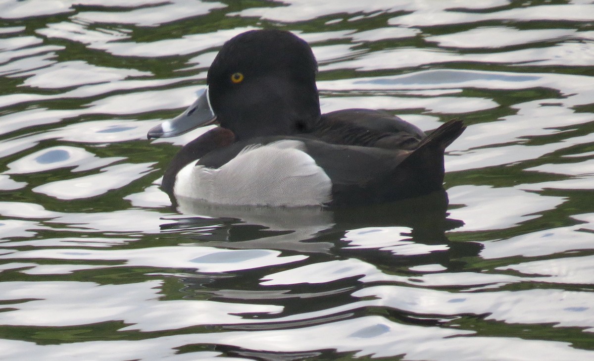 Ring-necked Duck - David Gibson
