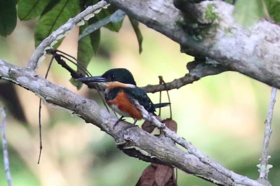 American Pygmy Kingfisher - ML84455621