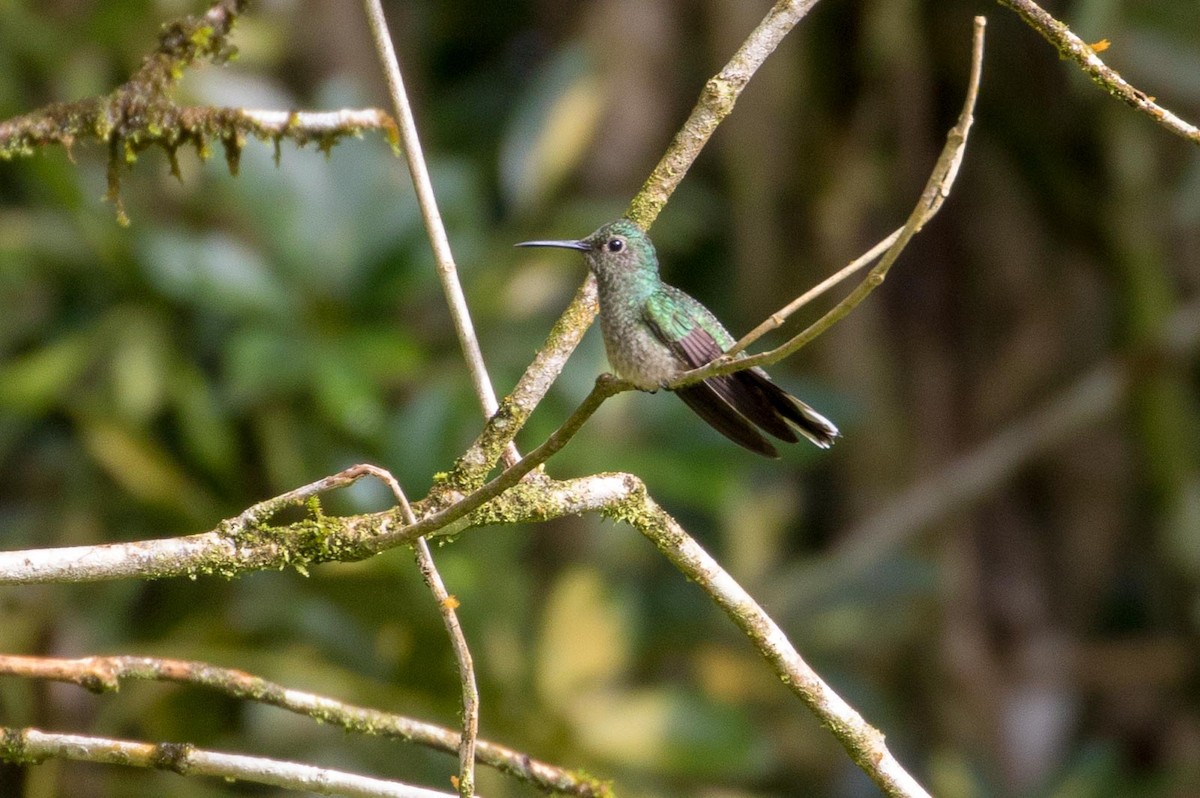 Scaly-breasted Hummingbird - Michael Warner