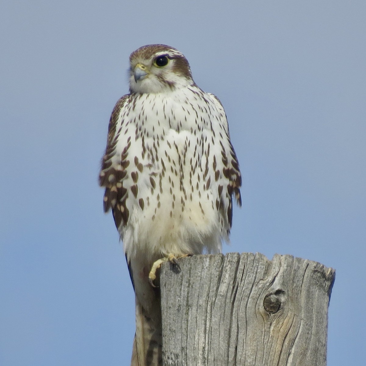Prairie Falcon - Sharyn Isom