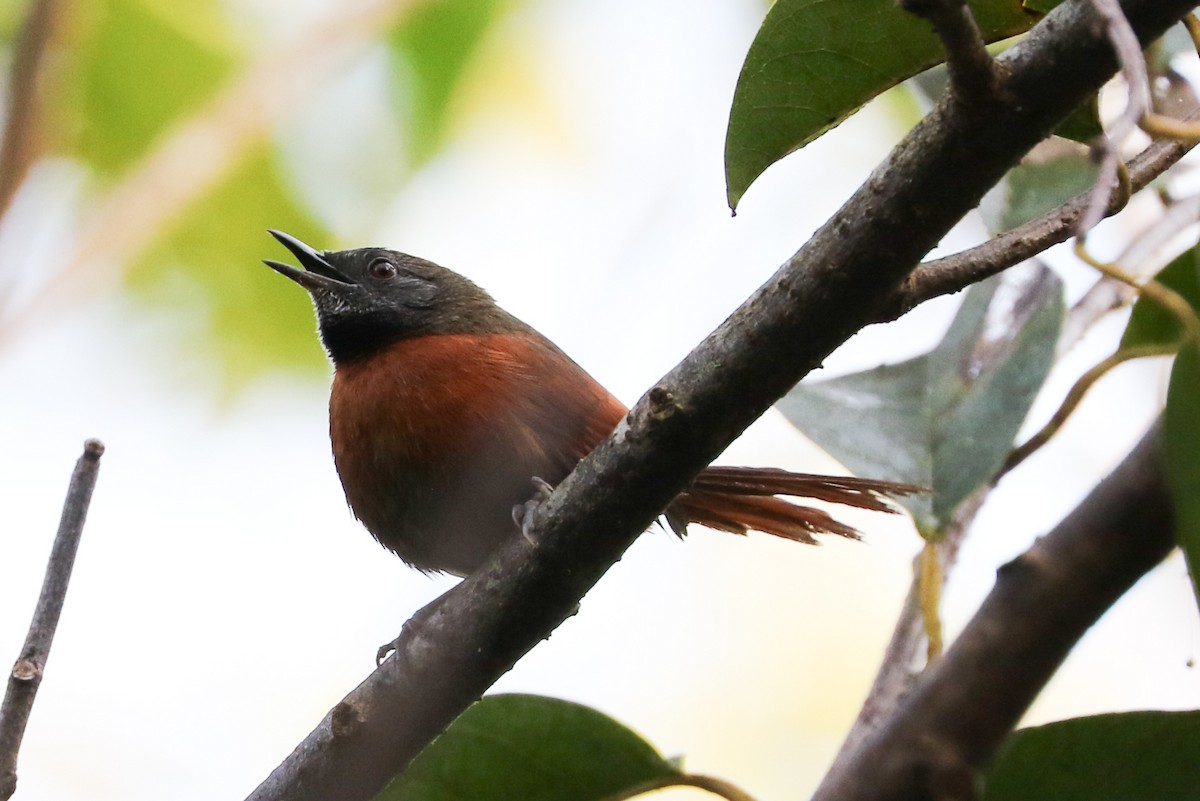 Rufous-breasted Spinetail - ML84455931
