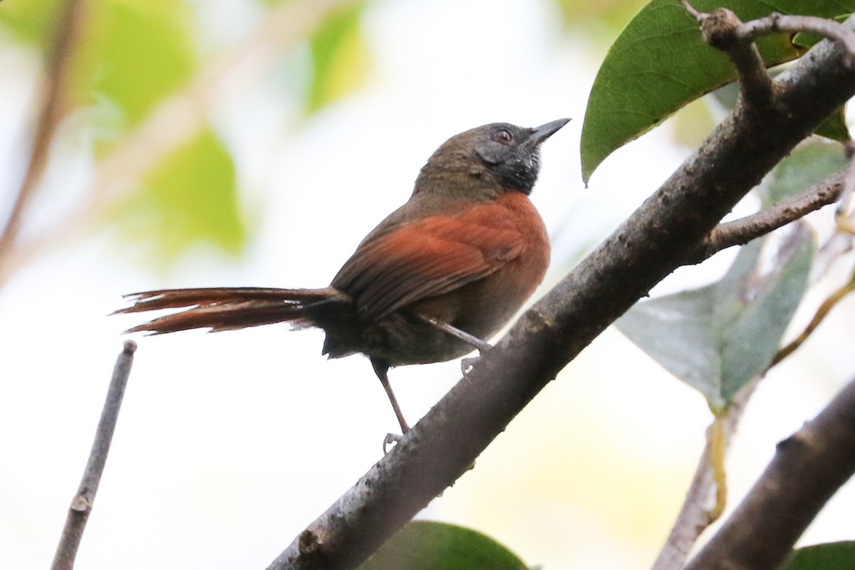 Rufous-breasted Spinetail - Trina Anderson