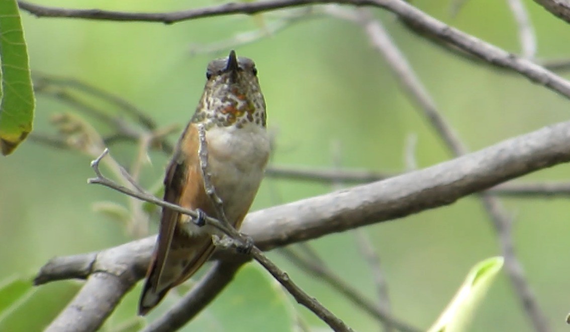 Rufous Hummingbird - Marilyn Castillo Muñoz (Kingfisher Birdwatching Nuevo León)