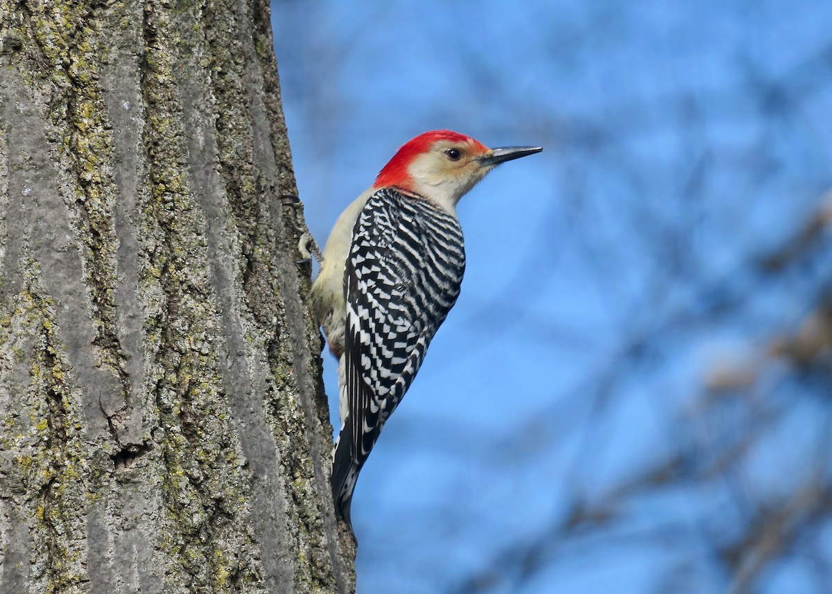 Red-bellied Woodpecker - Rick&Peggy Price