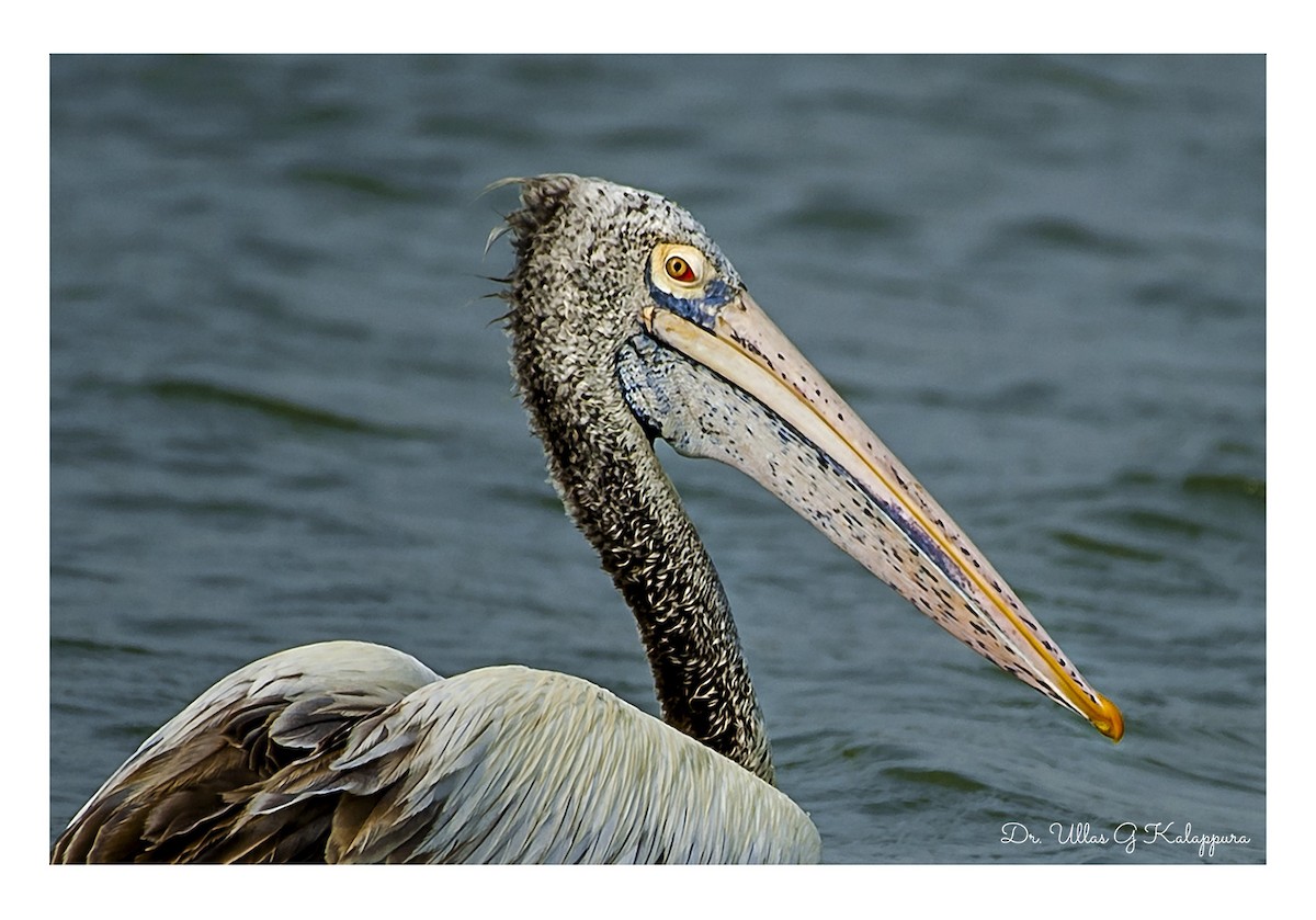 Spot-billed Pelican - ML84459831