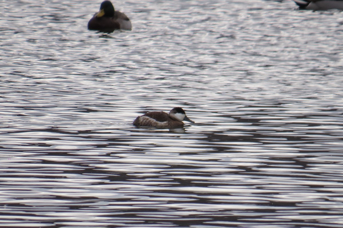 eBird Checklist - 26 Dec 2016 - Snyder's Lake - 10 species (+1 other taxa)