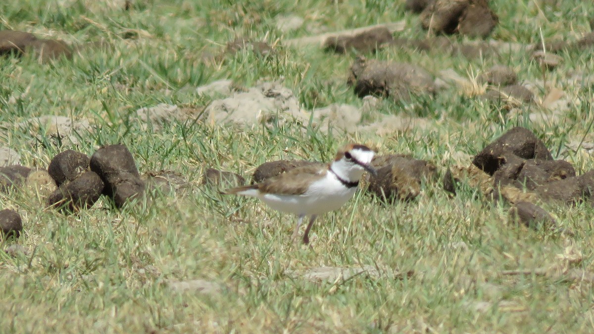 Collared Plover - ML84462721