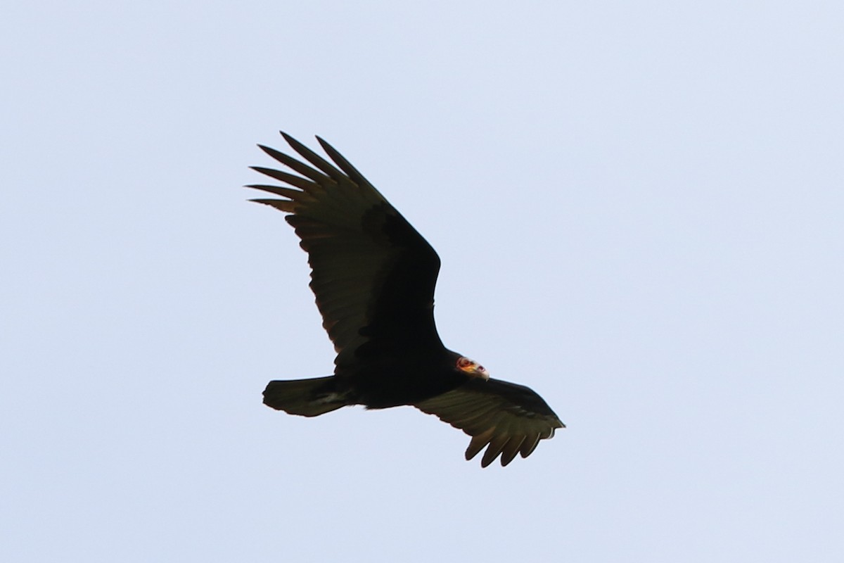 Lesser Yellow-headed Vulture - Trina Anderson