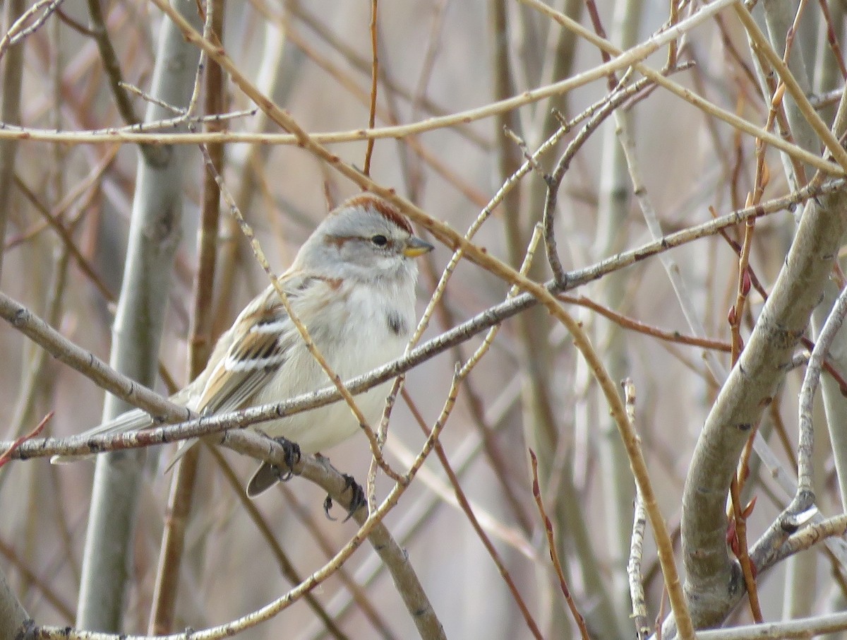 American Tree Sparrow - ML84464001