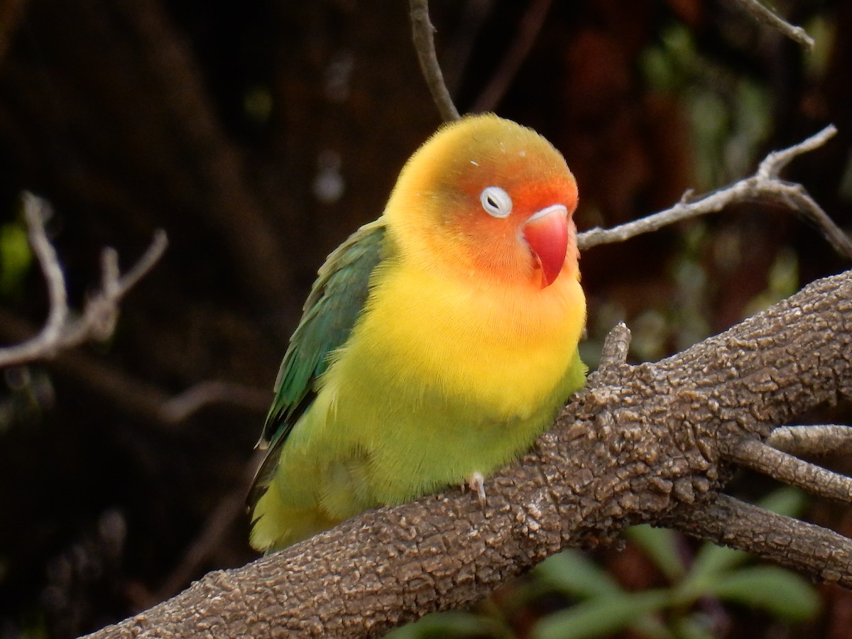 parrot sp. - al kirkley