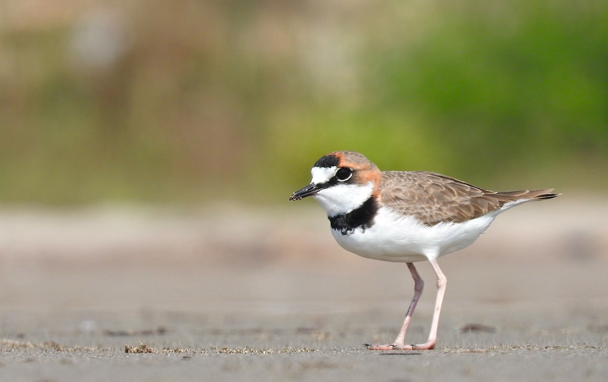 Collared Plover - Cole Gaerber