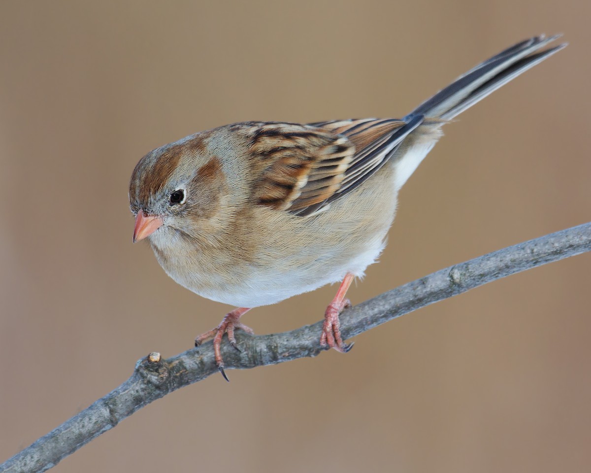 Field Sparrow - ML84467751