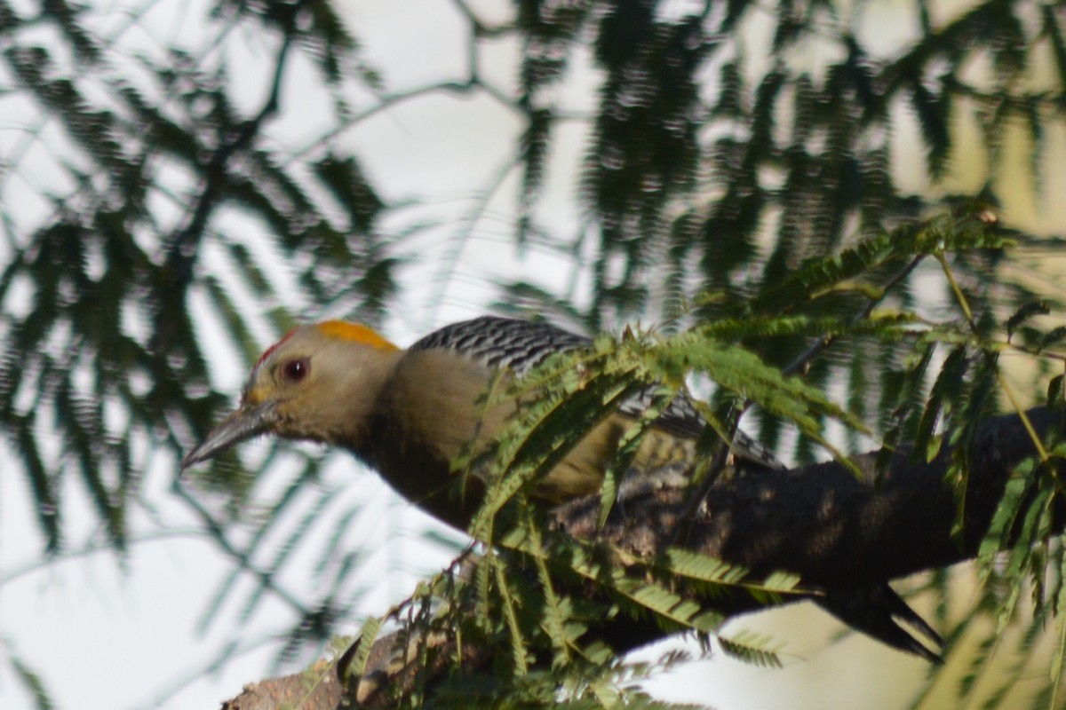 Golden-fronted Woodpecker - ML84468041