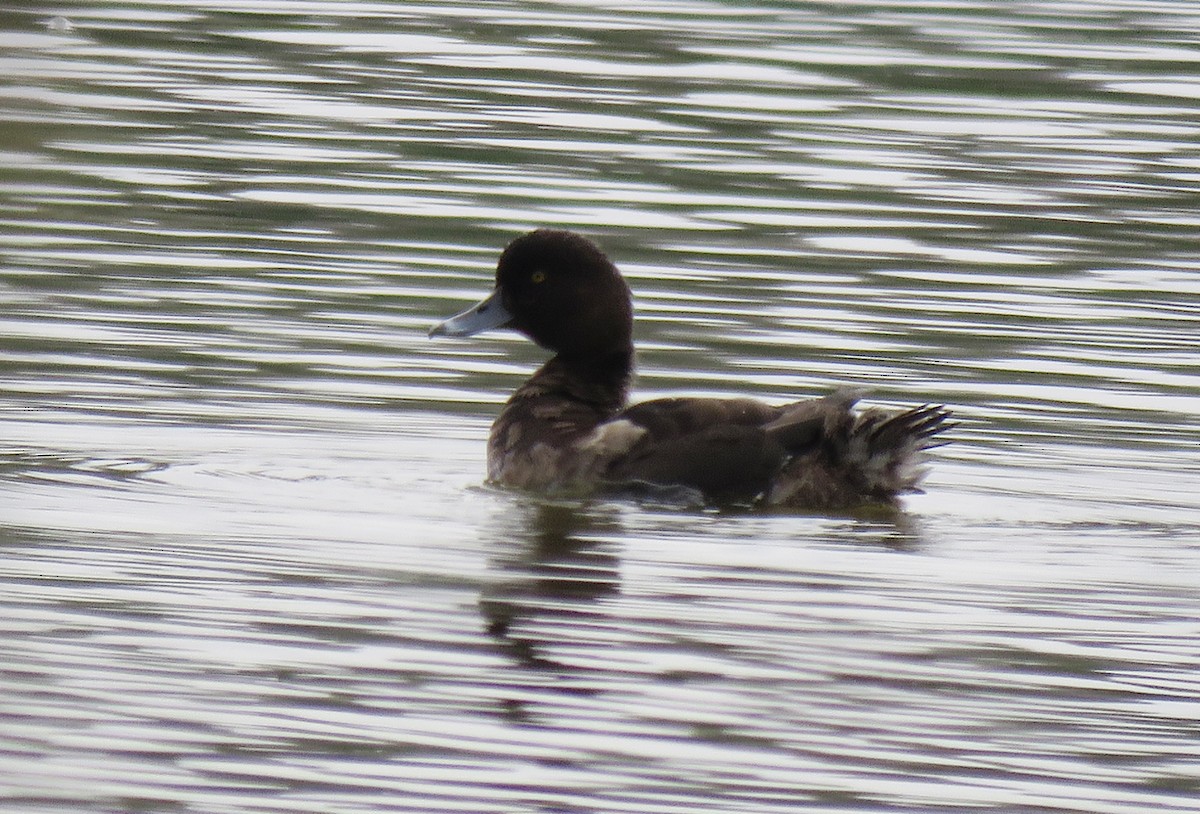 Greater Scaup - ML84470951