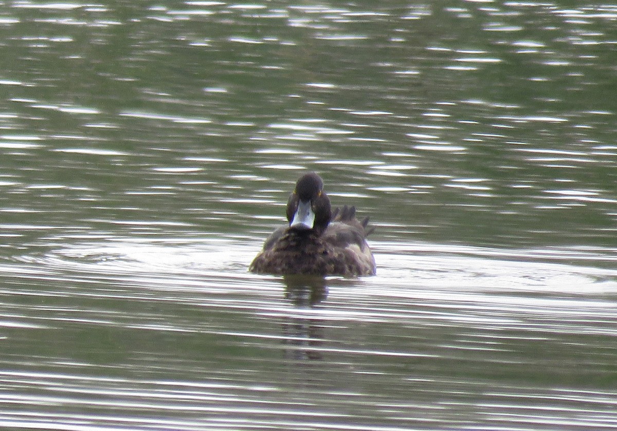 Greater Scaup - ML84470981