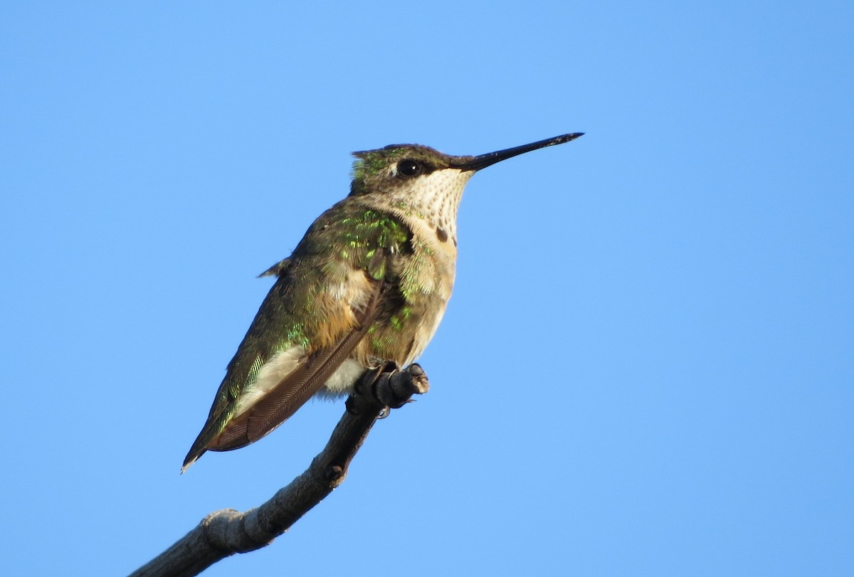 Ruby-throated Hummingbird - Susan Young