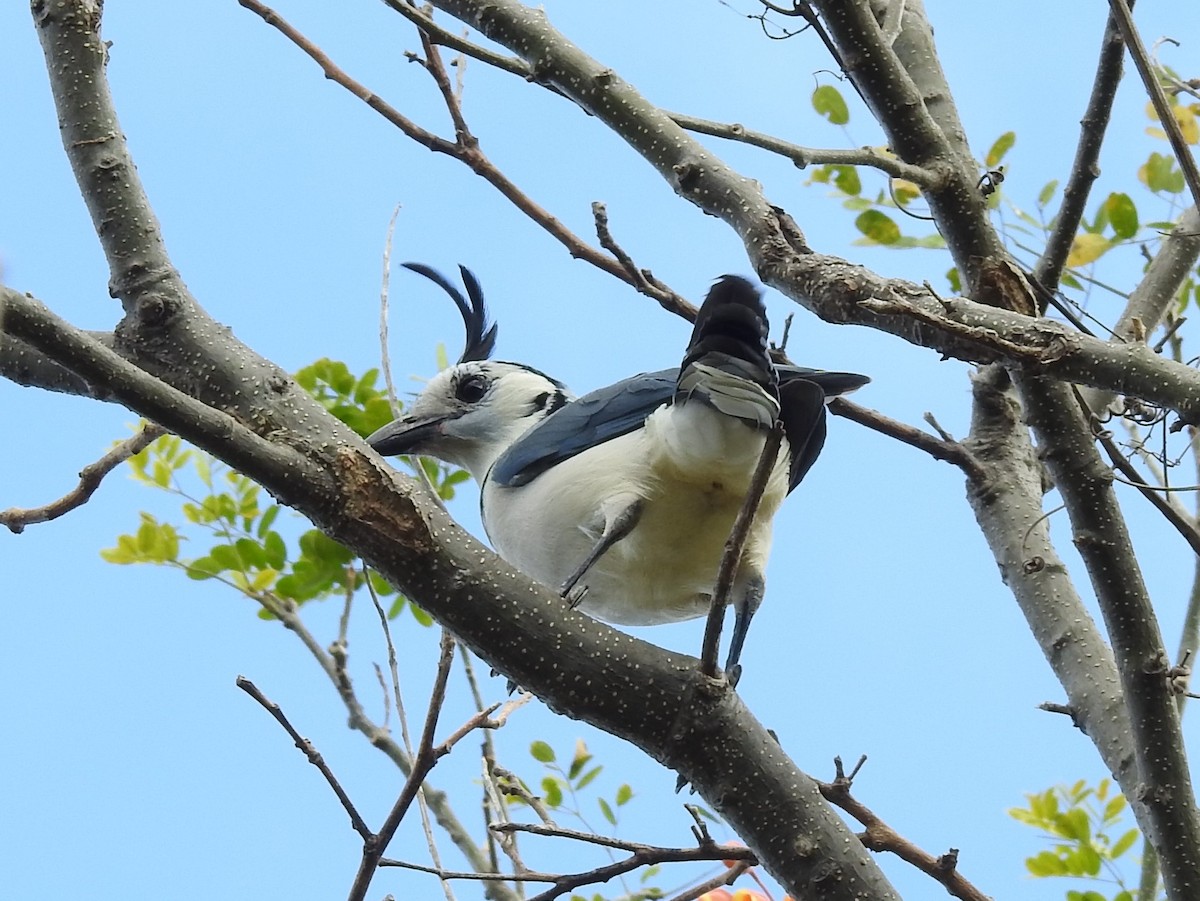 White-throated Magpie-Jay - ML84477001