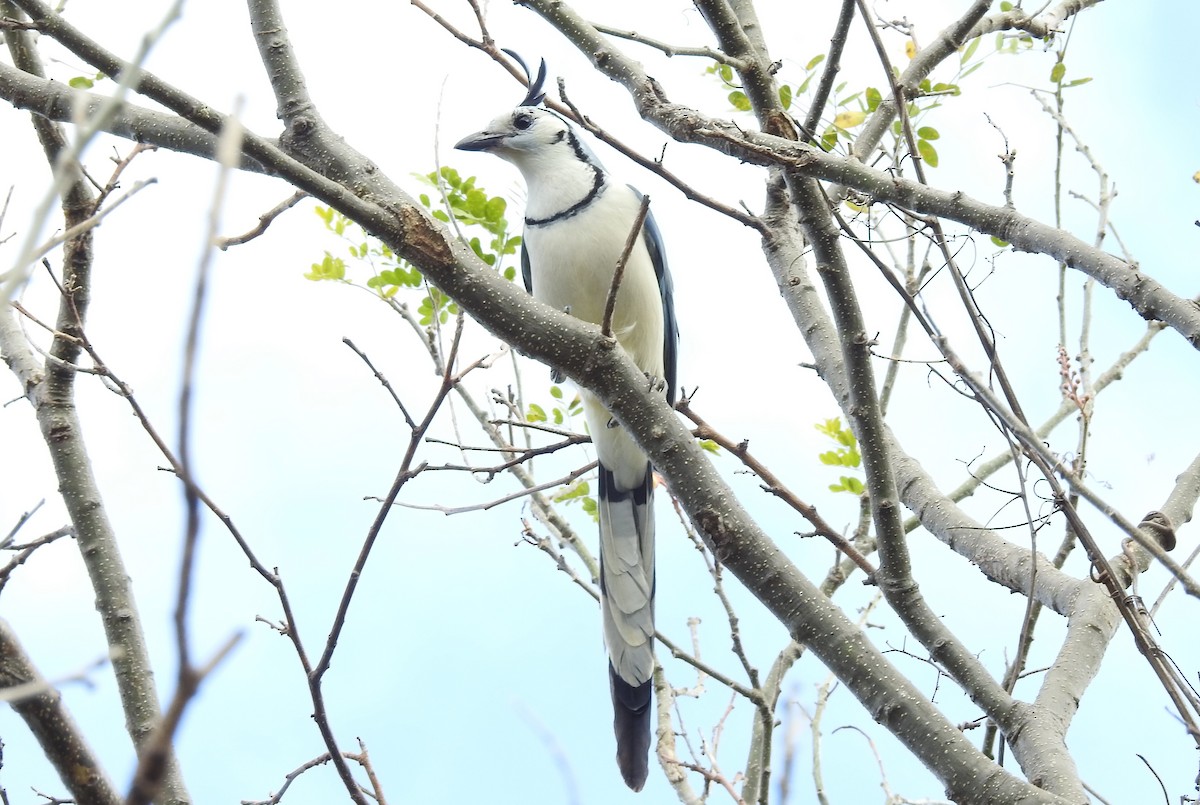 White-throated Magpie-Jay - ML84477011