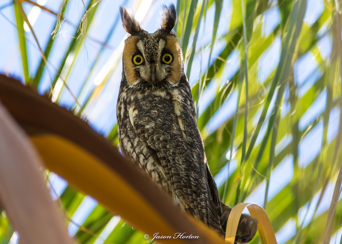 Long-eared Owl - Jason Horton