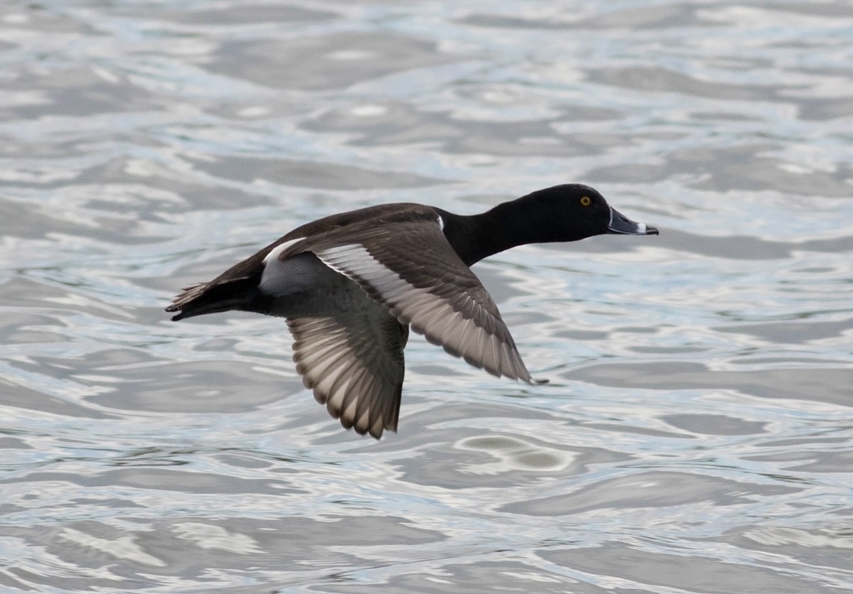 Ring-necked Duck - Tony Leukering