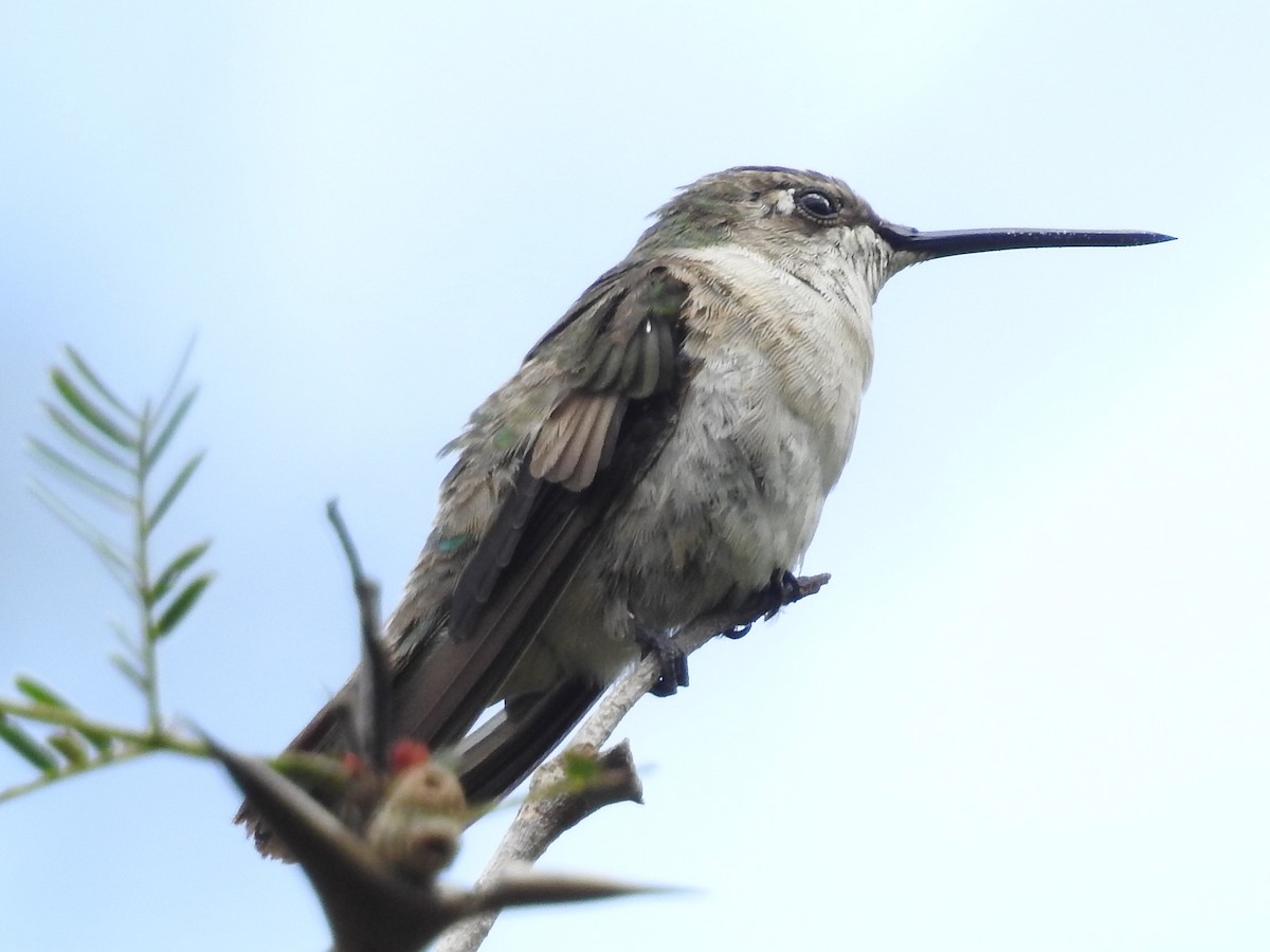 Ruby-throated Hummingbird - ML84480121
