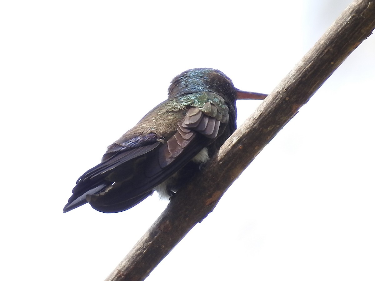 Blue-vented Hummingbird - ML84480211