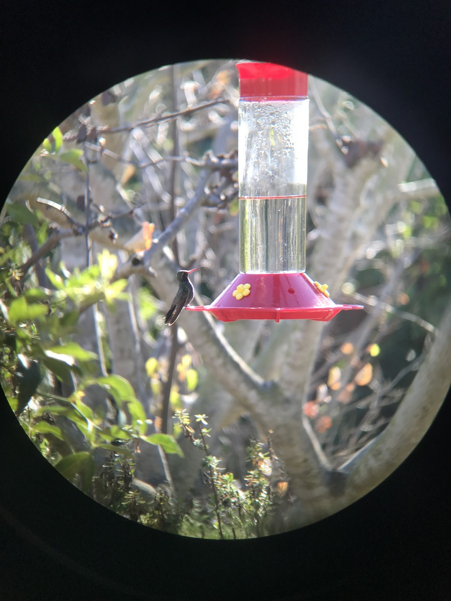 Broad-billed Hummingbird - ML84480261