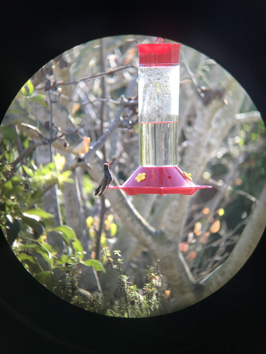 Broad-billed Hummingbird - ML84480291