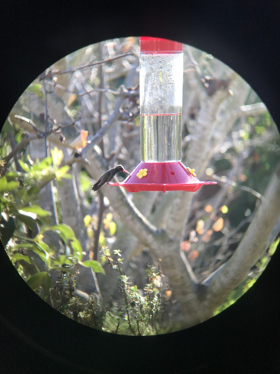 Broad-billed Hummingbird - Cuyler Stapelmann