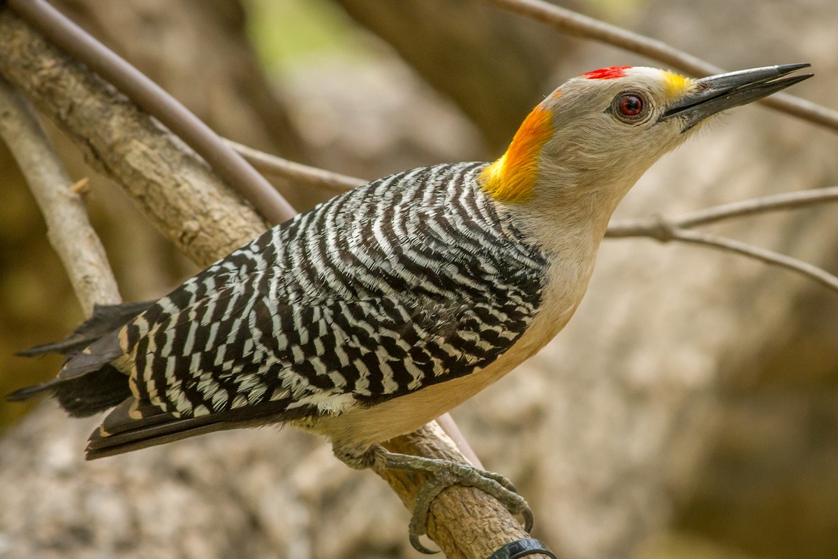 Golden-fronted Woodpecker - Kyle Blaney