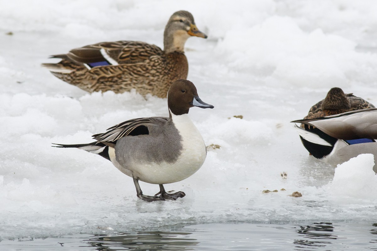Northern Pintail - Ryan Griffiths