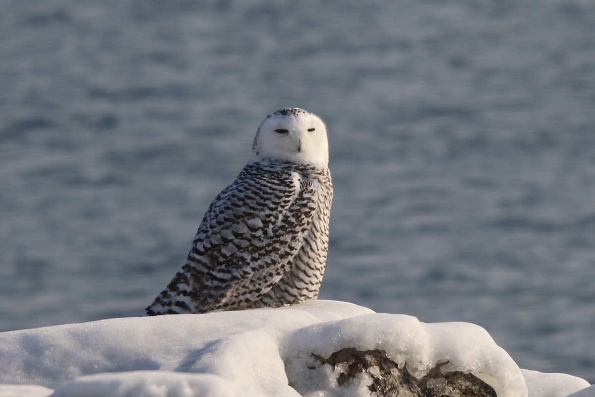 Snowy Owl - Robert Baumander