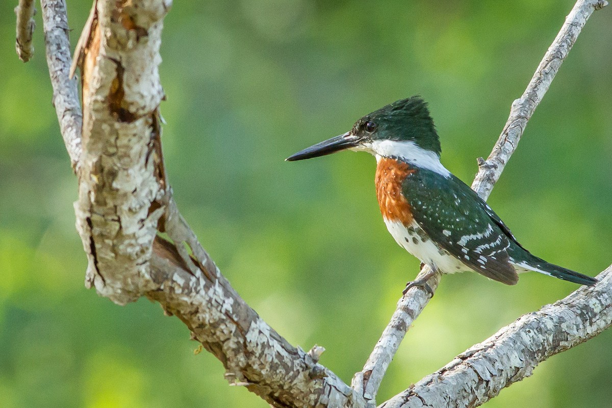 Green Kingfisher - Kyle Blaney