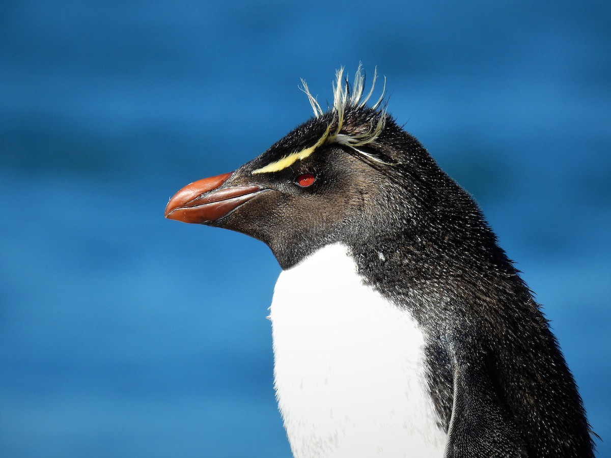 Pingüino Saltarrocas Meridional - ML84491611