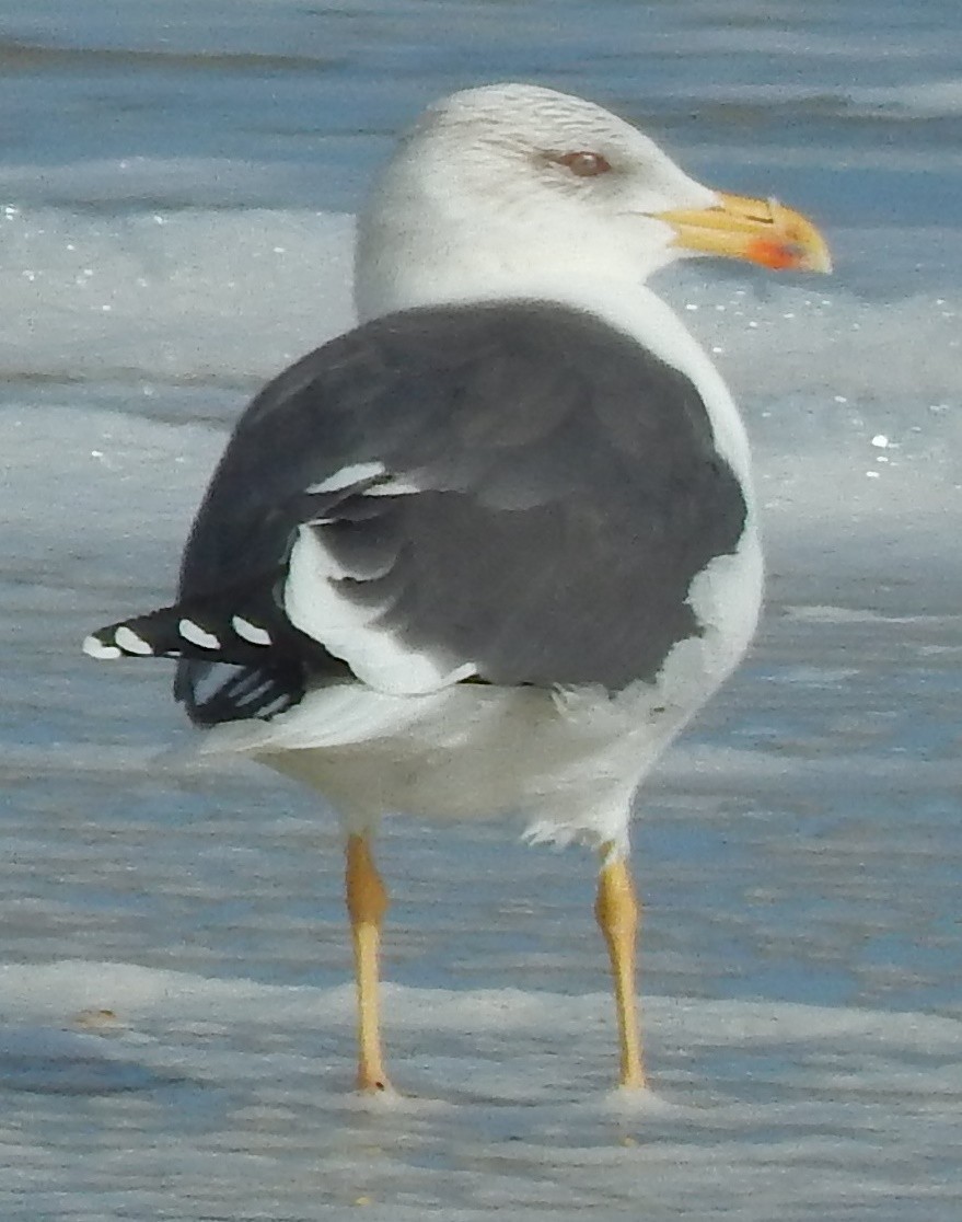 Lesser Black-backed Gull - Craig Van Boskirk