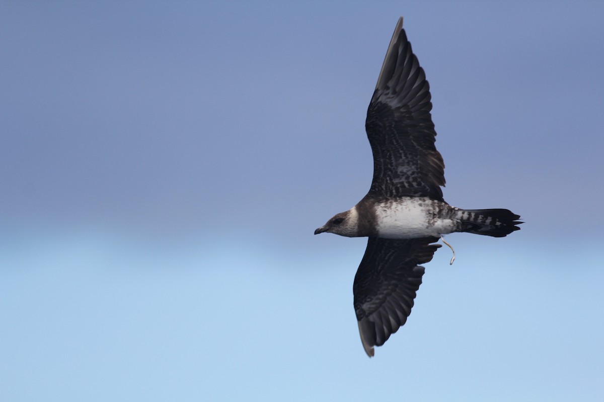 Long-tailed Jaeger - ML84494731