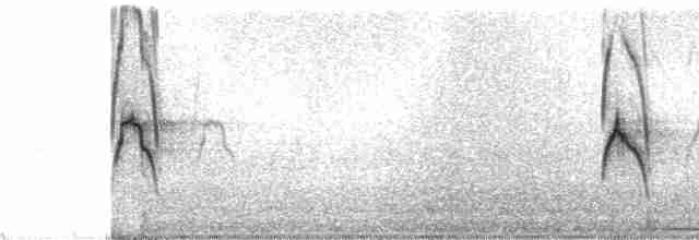 Светлобрюхая бандурита - ML84495