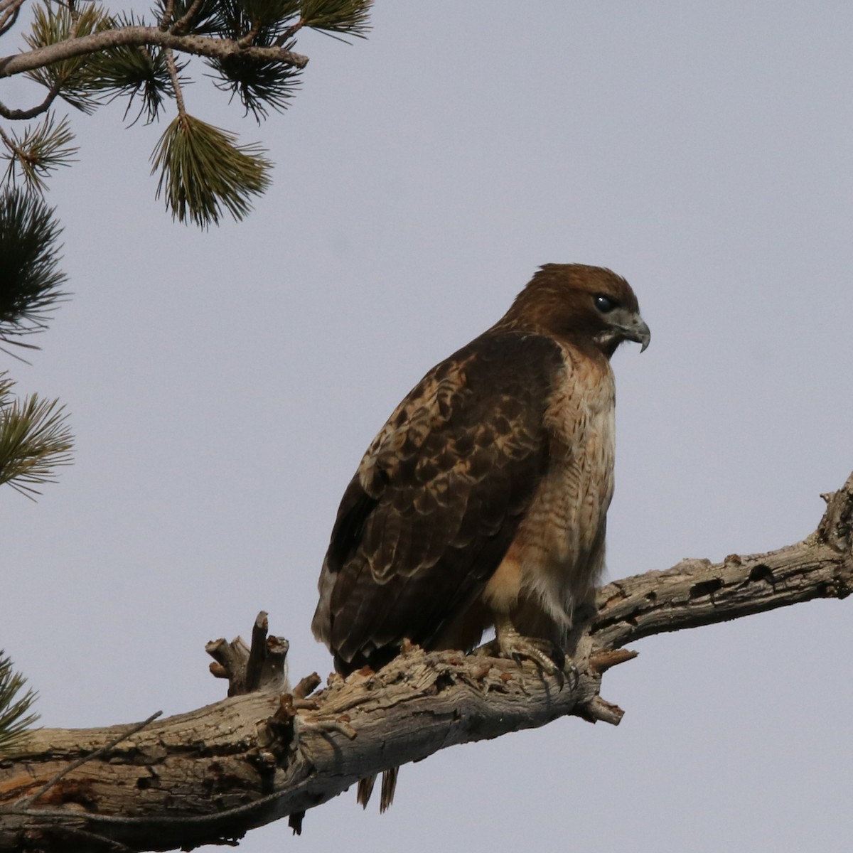 Red-tailed Hawk - ML84499141