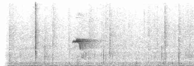 Black Catbird - ML84502271