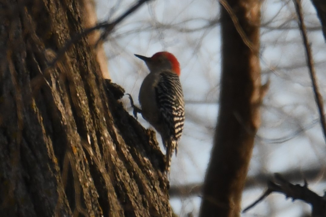Red-bellied Woodpecker - Jonathan Nikkila