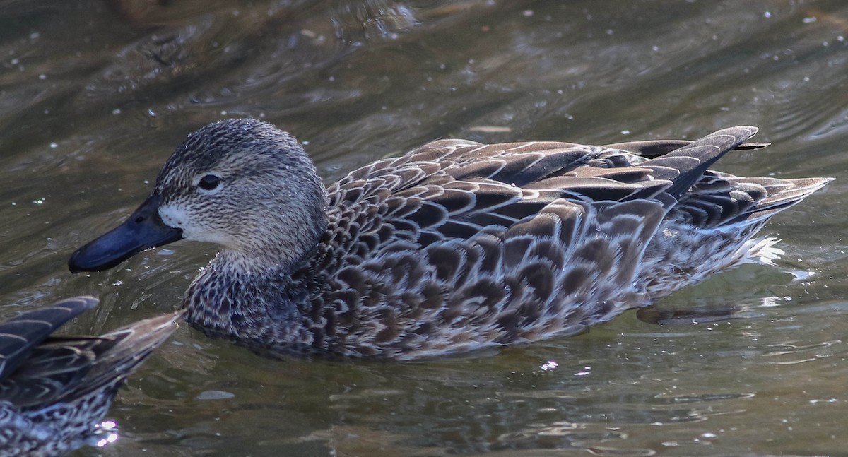 Blue-winged Teal - ML84505111