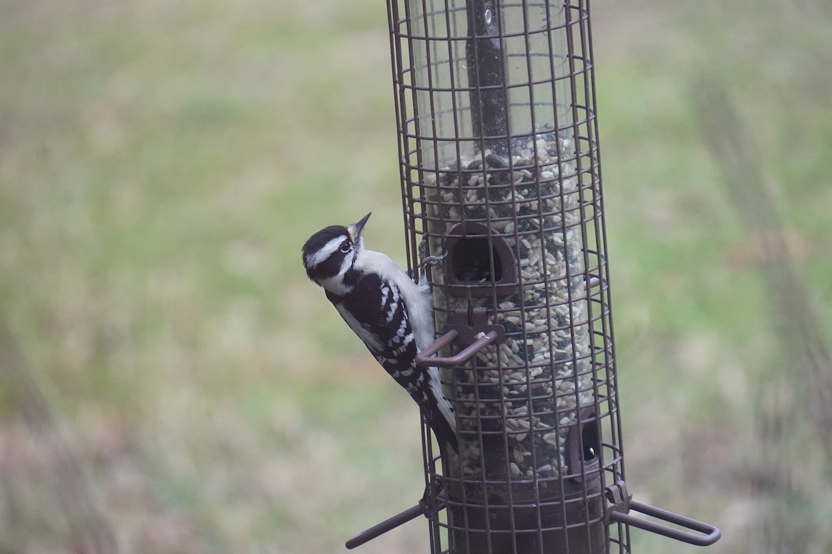 Downy Woodpecker - ML84505271