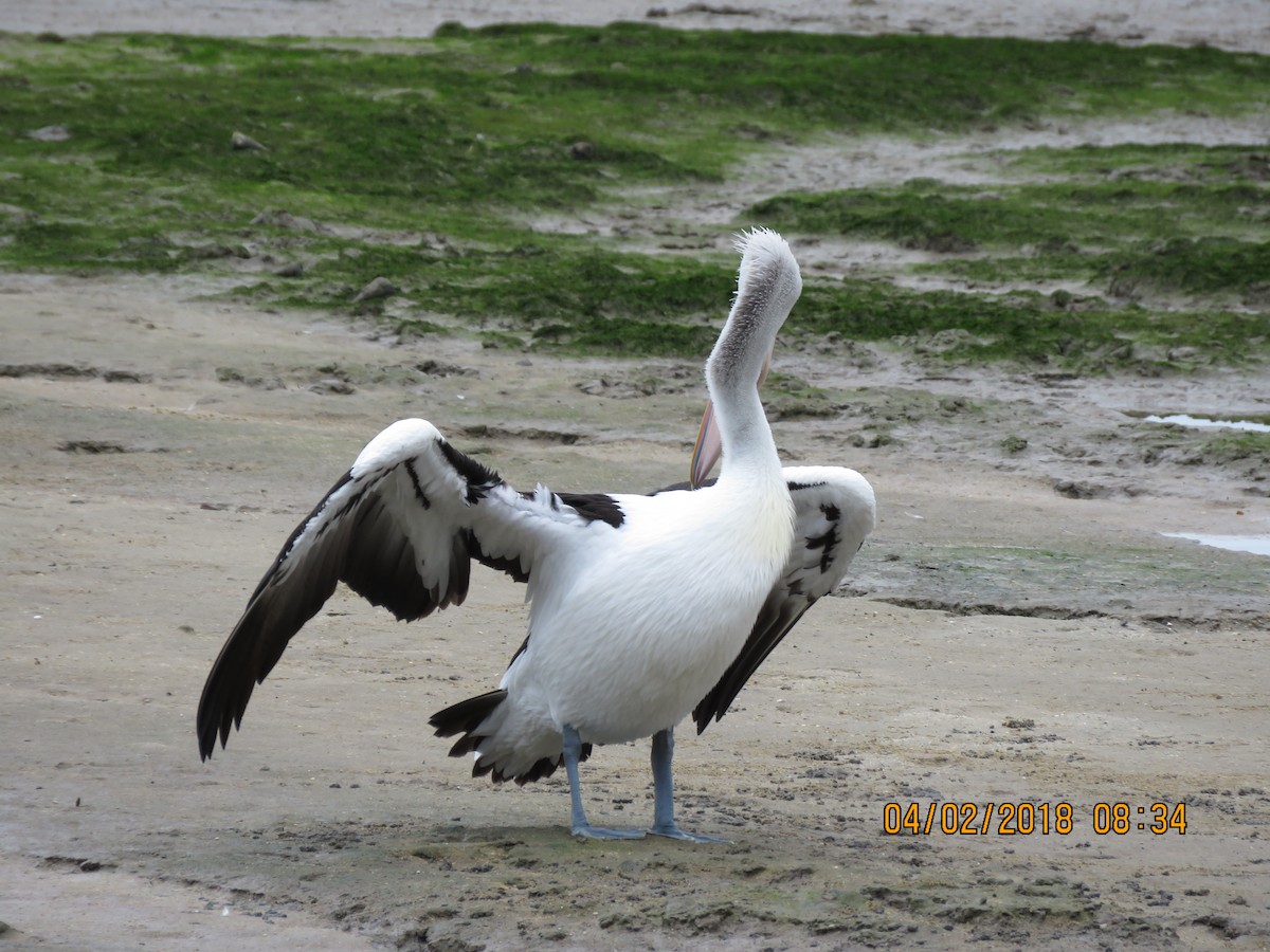 pelikán australský - ML84511971