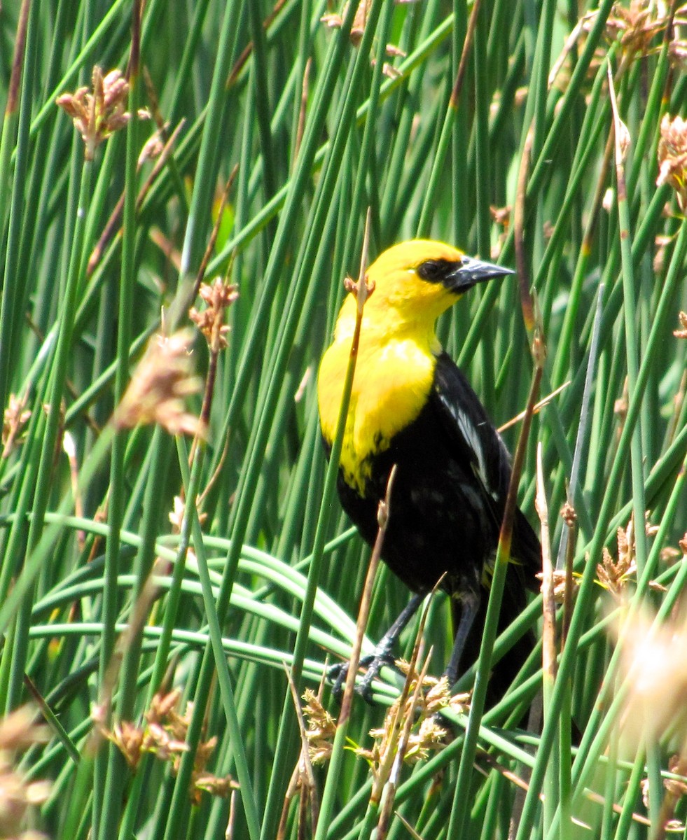 Yellow-headed Blackbird - Gregg Friesen