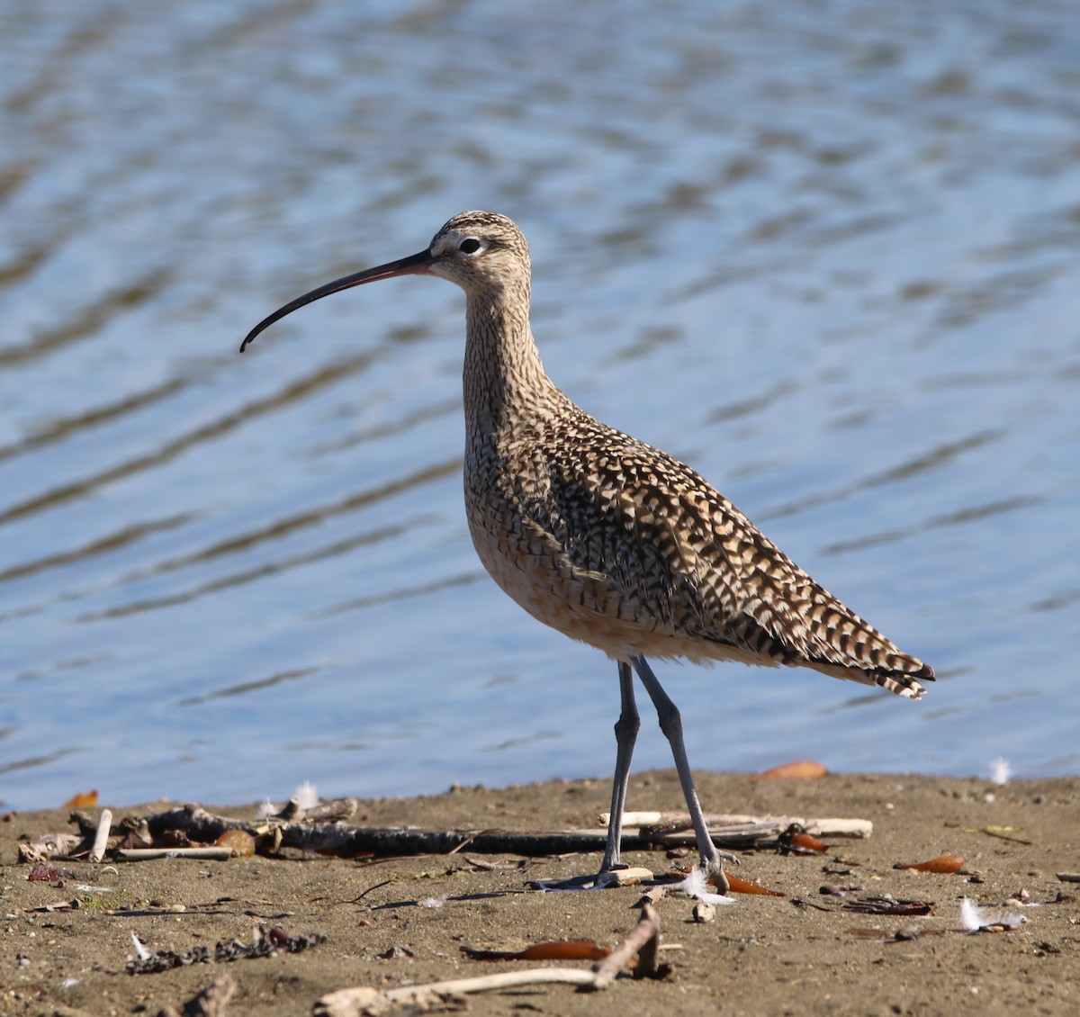Long-billed Curlew - Pair of Wing-Nuts
