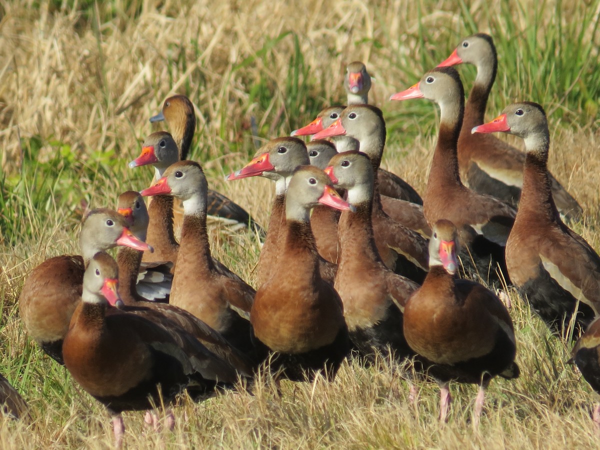 Fulvous Whistling-Duck - ML84516471