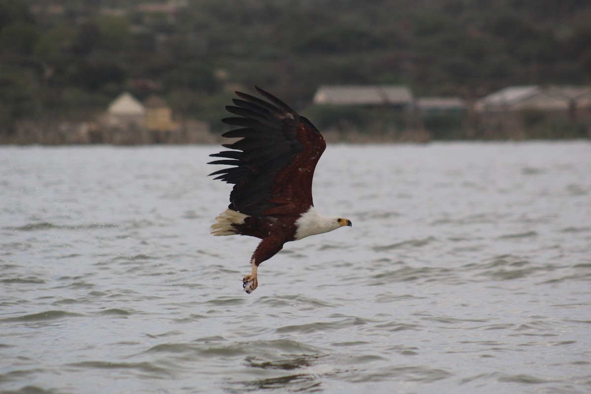African Fish-Eagle - ML84516481