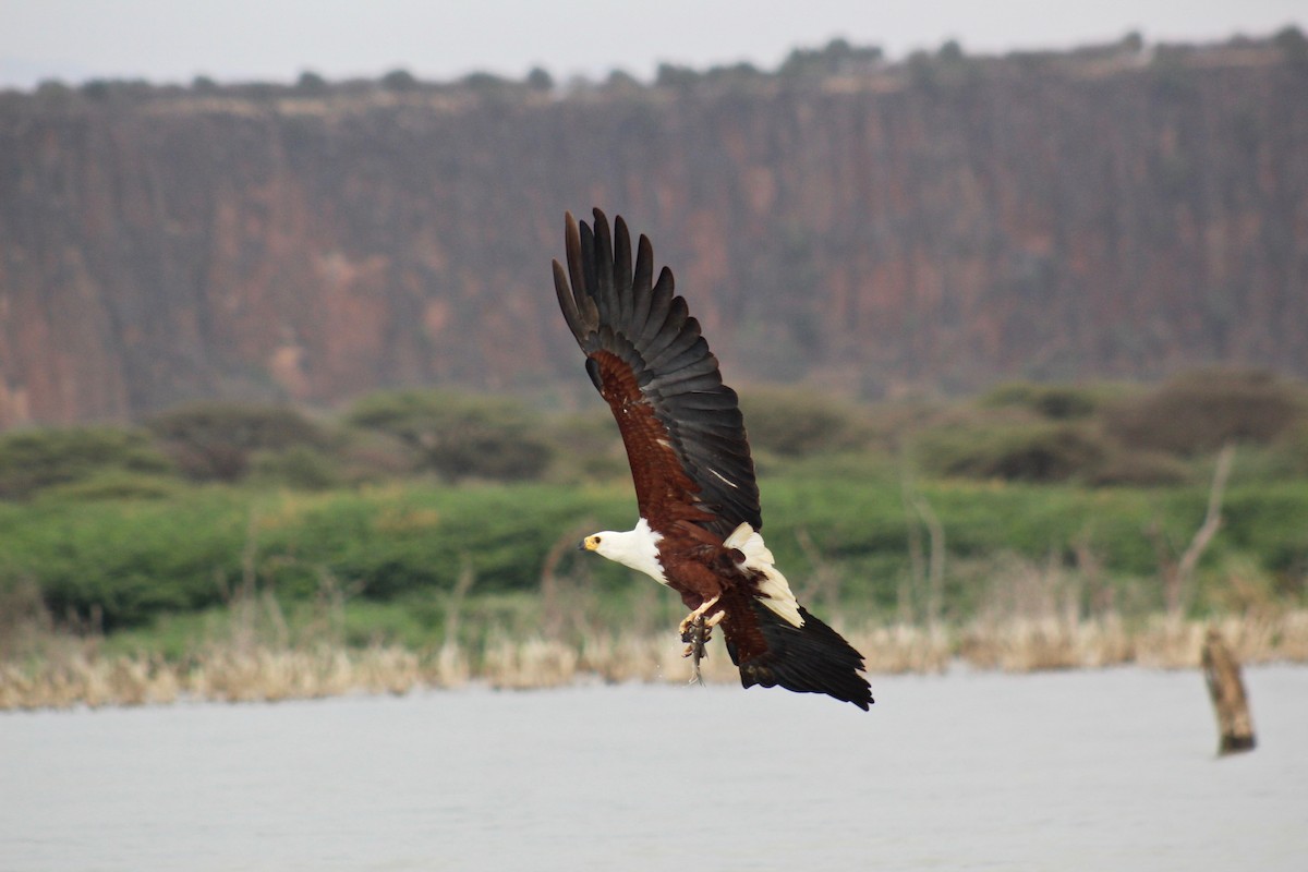 African Fish-Eagle - ML84516551