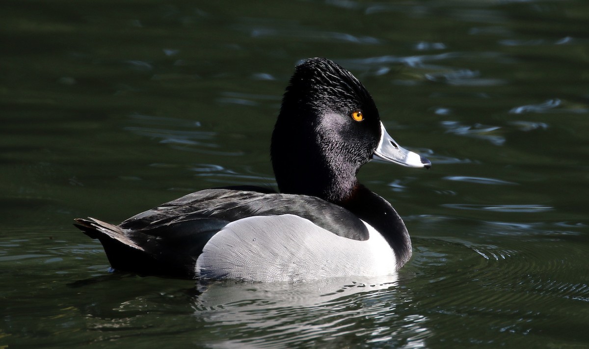 Ring-necked Duck - Peter Svensson